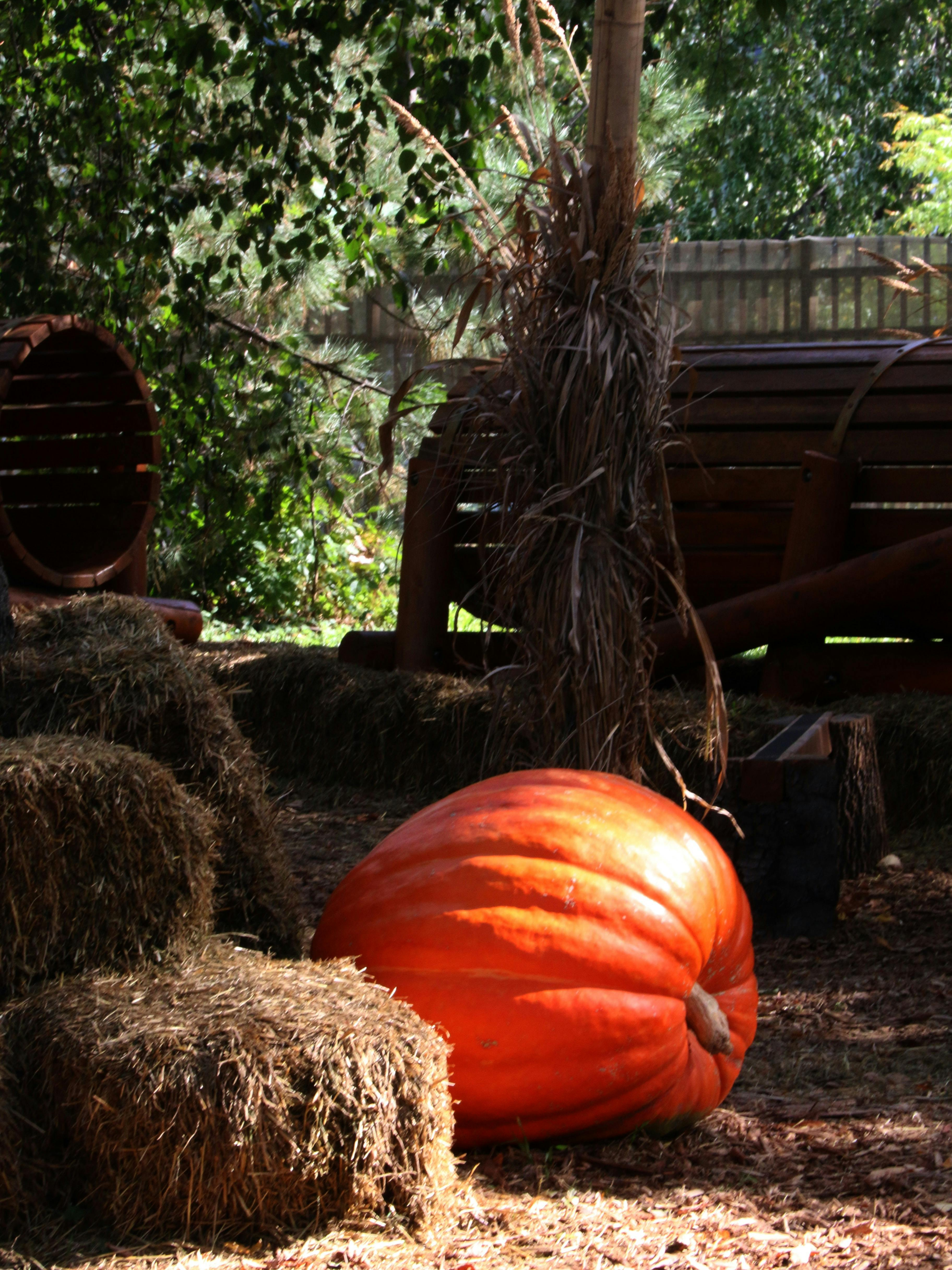 Grand Prize Pumpkin Duo