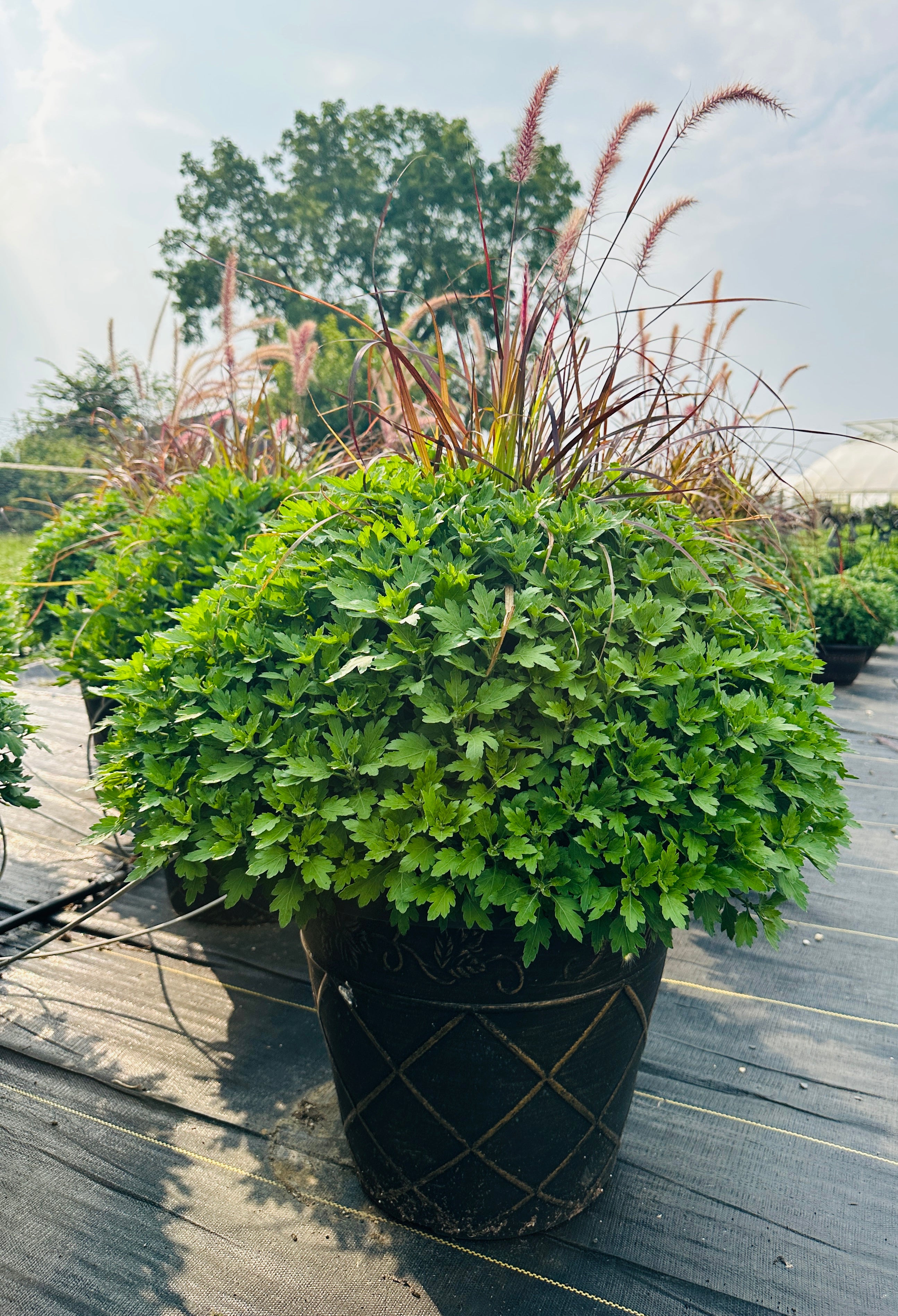 Large Mum in Decorative Planter Duo Add On
