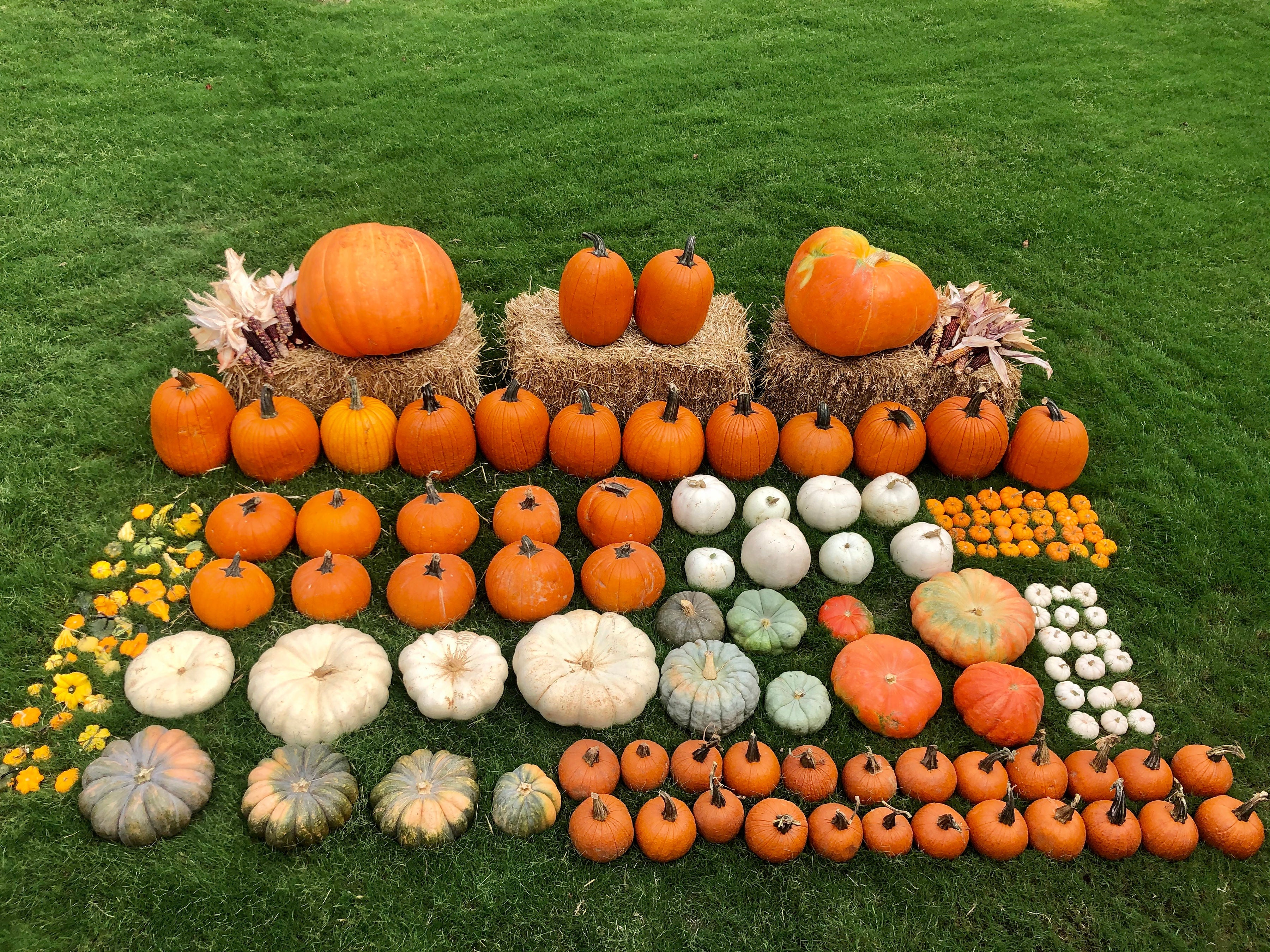 The Grand Harvest