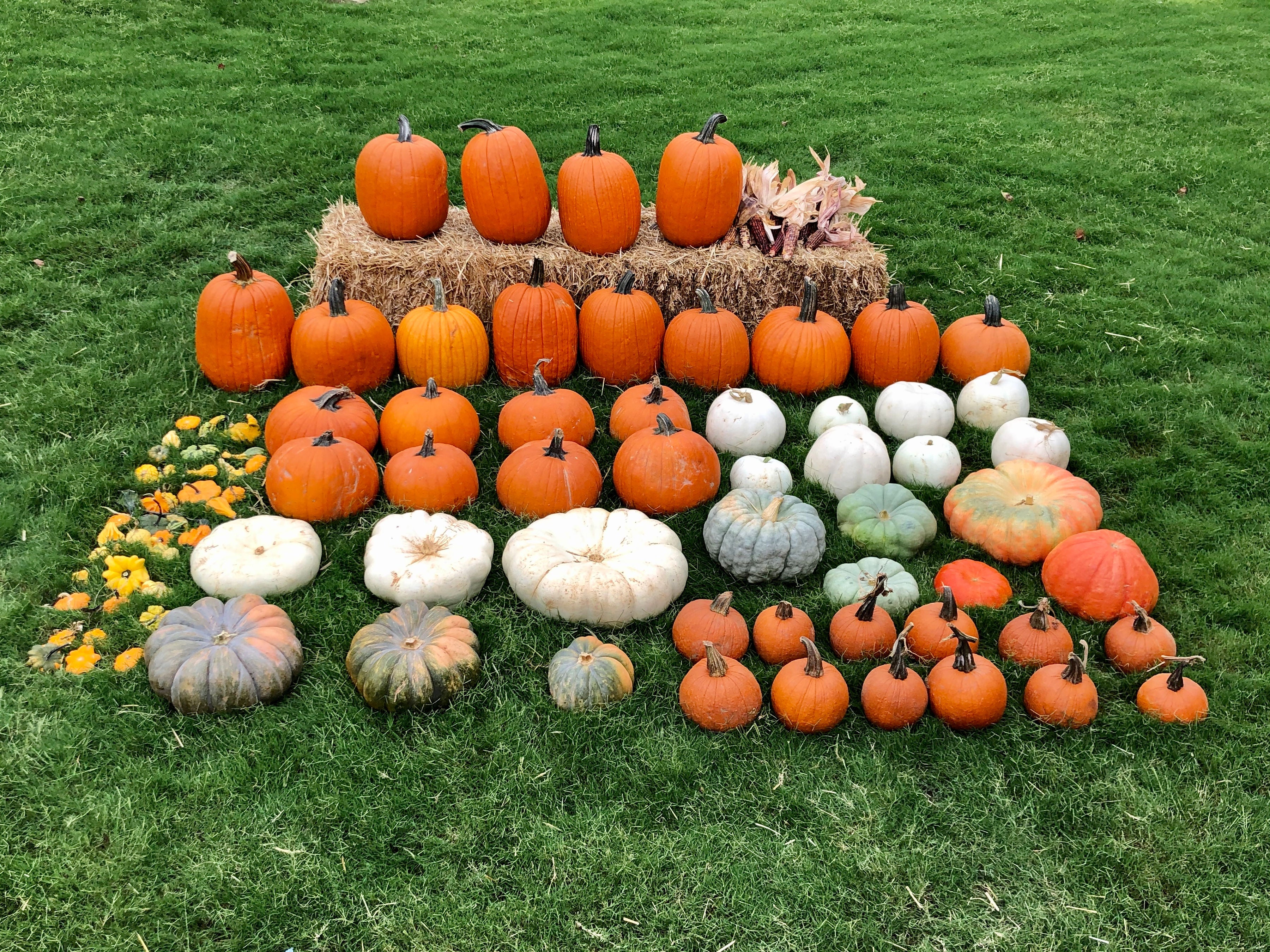 The Harvest Luxe