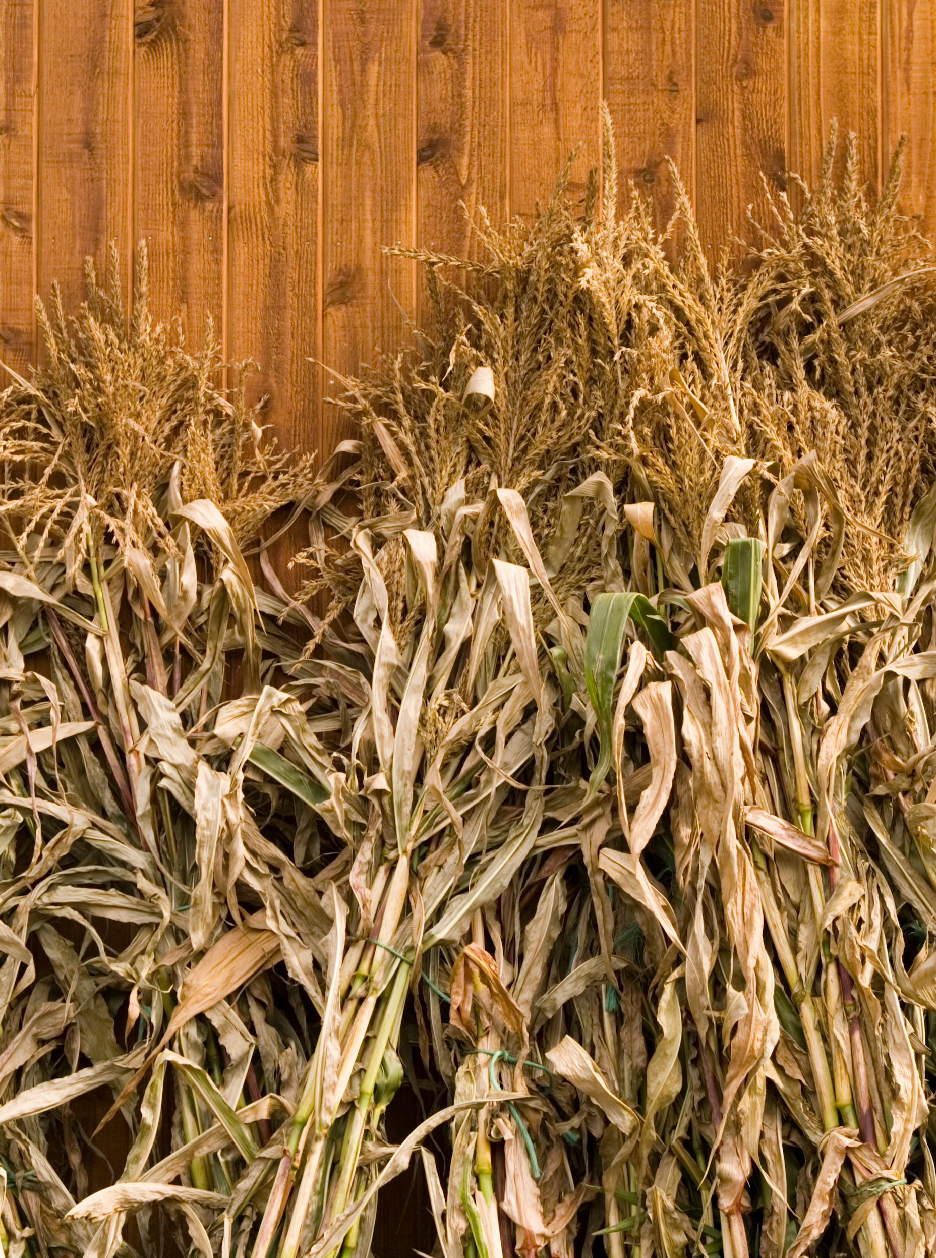 Corn Stalks Add On