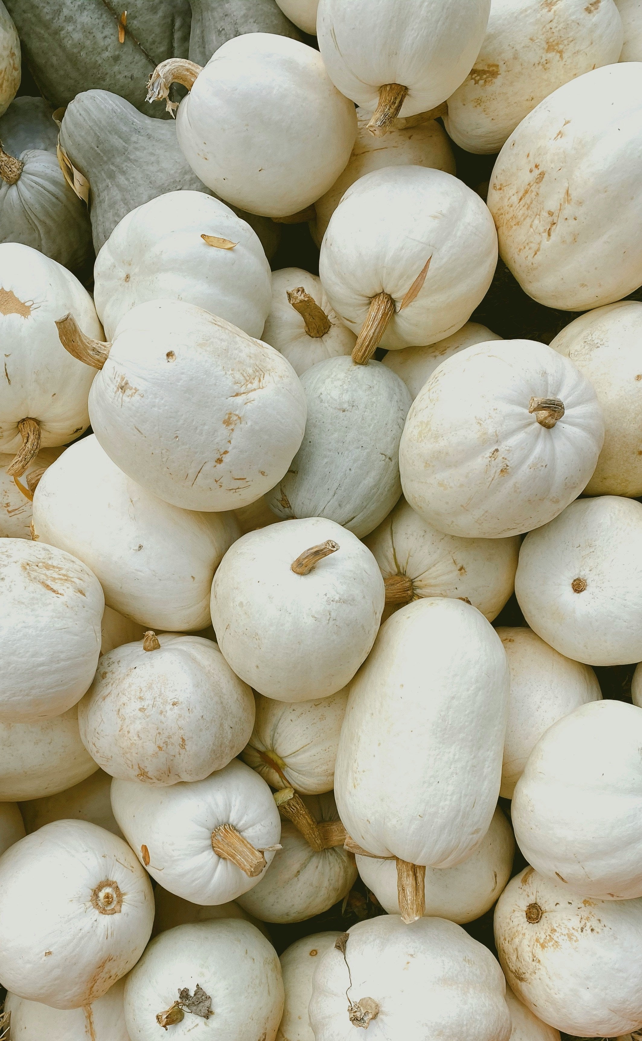 The Gourd Gallery